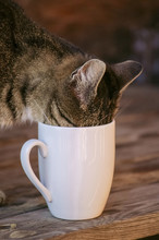Cute Cat With Its Face Deep In A Coffee Cup