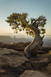 © Rob Sylvan/Stocksy - Juniper Sunrise