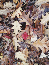 Oak Leaves In Autumn