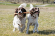 © annapimages - Playful springer spaniels carrying a stick during a walk through fields in the UK