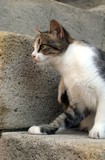 Fototapeta Koty - Cat on a street
