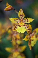 Yellow Orchid With Purple Spots