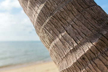 Wall Mural - Close-up photo of palm tree bark on the beach