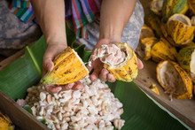 Opened Raw Fresh Cocoa Pod In Hands With Beans Inside.