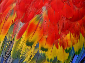 Beautifull bird feathers of Scarlet macar parrot with bright and vivid shades, exotic texture