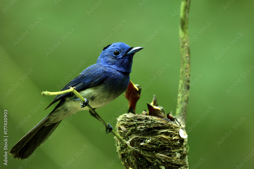 Black-naped monarch flycatcher (Hypothymis azurea) beautiful blue bird ...