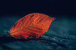 © Rebecca Spencer/Stocksy - Close up of single autumn leaf