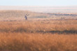 © ysbrandcosijn - Solitary red deer stag in high yellow grass.