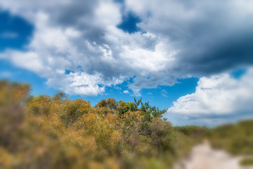 Sticker - Australian countryside. Vegetation and blue sky