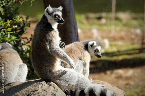 Ring-tailed lemur (lemur catta), South Africa Poster
