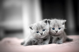 Fototapeta Koty - Two cute kittens cuddle each other. British Shorthair