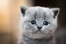 Cute Kitten Portrait. British Shorthair Cat