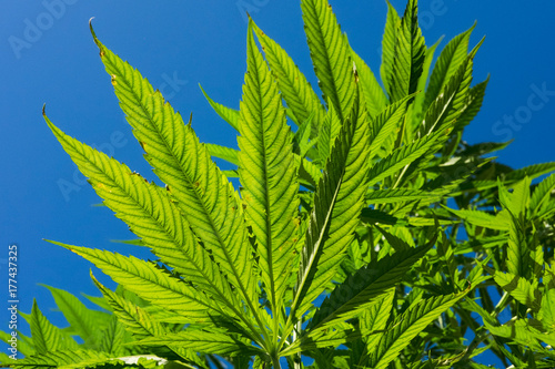 Zdjęcie XXL Zieleni marihuana liście na niebieskiego nieba tle