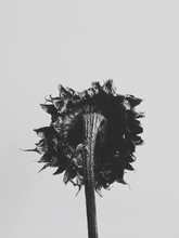 Black Sunflower On White Background