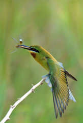 Wall Mural - Lazy Blue-tailed bee-eater (Merops philippinus) beautiful green birds with blue tails perching on the stick stretching its wings over blur green background