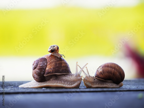Cuadros en Lienzo Snail brown at the green backgroud racing at the blue wood