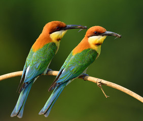 Wall Mural - Pair of Chestnut-headed Bee-eater (merops leschenaulti) beautiful orange head and green wing birds perching on the branch picking bee in theirs bills to feed chicks in the hole nest, exotic nature