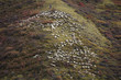 © Bonaoke/Stocksy - flock of sheep grazing on the mountain
