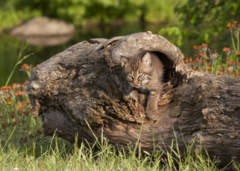 Wall Mural - Bobcat Kitten Coming out of Hiding Place in a Log