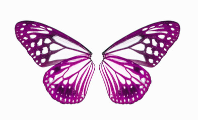 Wall Mural - wing of butterfly isolated on white background