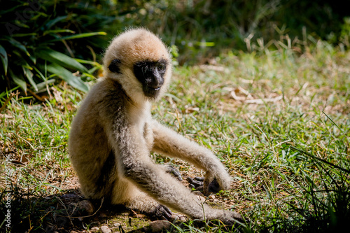 Bebe Gibbon Au Parc De La Tete D Or A Lyon Stock Photo Adobe Stock