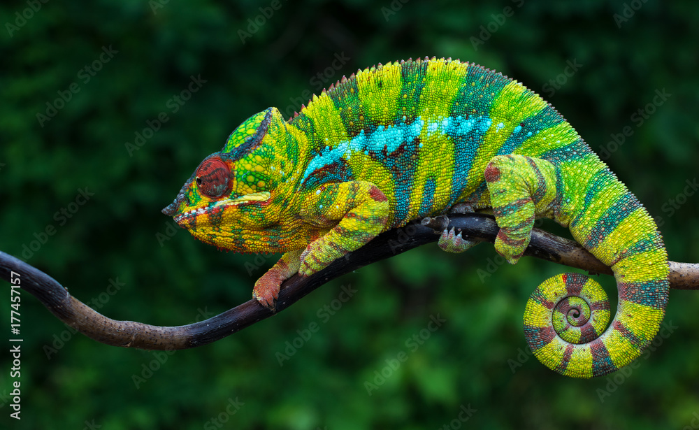 Panther chameleon Furcifer pardalis	 Ambilobe 2 years old endemic from madagascar - obrazy, fototapety, plakaty 