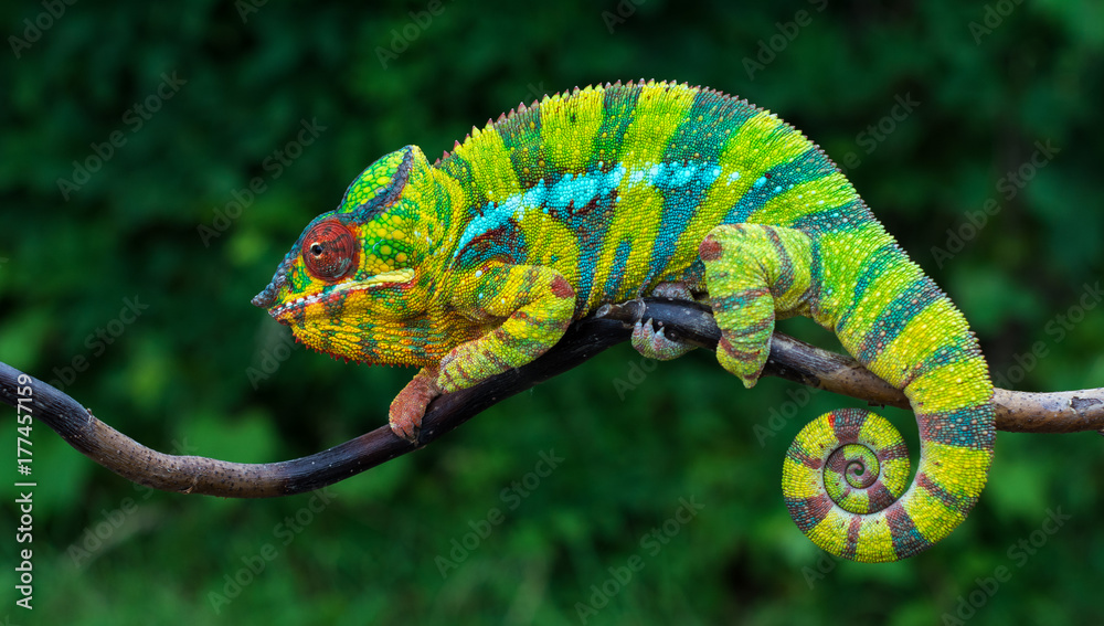 Panther chameleon Furcifer pardalis	 Ambilobe 2 years old endemic from madagascar - obrazy, fototapety, plakaty 