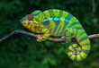 © Jan - Panther chameleon Furcifer pardalis	 Ambilobe 2 years old endemic from madagascar