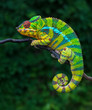 Panther chameleon Furcifer pardalis	 Ambilobe 2 years old endemic from madagascar