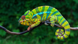 Fototapeta Zwierzęta - Panther chameleon Furcifer pardalis	 Ambilobe 2 years old endemic from madagascar