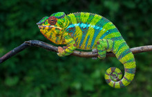Panther Chameleon Furcifer Pardalis	 Ambilobe 2 Years Old Endemic From Madagascar