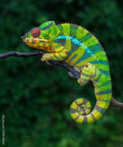 Fototapeta na szkło Kameleon pantera Furcifer pardalis Ambilobe 2-letni endemiczny z Madagaskaru