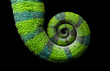 Chameleon spiral tail, Panther chameleon, Furcifer pardalis Ambilobe