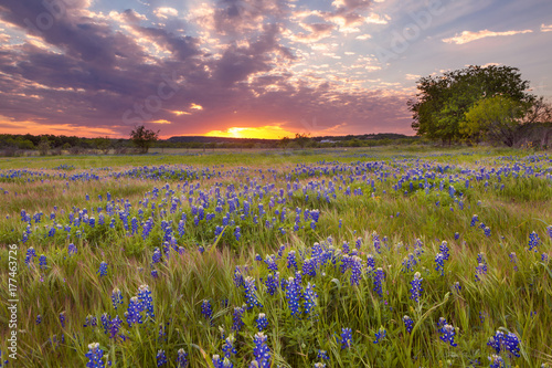 Fotomural Bluebonnets blossom under the painted Texas sky in Marble Falls, TX