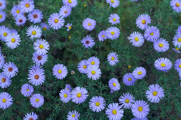 Wall Mural - Aster alpinus