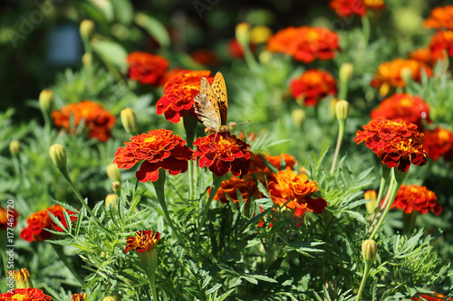 Farfalla Su Fiore Di Tagete Tagetes Patula Buy This Stock Photo And Explore Similar Images At Adobe Stock Adobe Stock