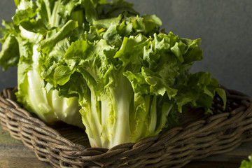 Canvas Print - Raw Green Organic Escarole Lettuce