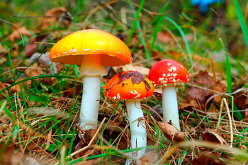 Three fly agaric in the forest.