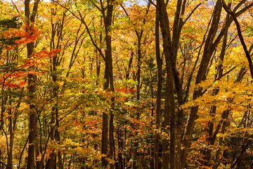 Poster - Forest in Autumn