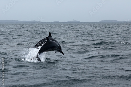 Fotografia Delfine bei Trincomalee Sri Lanka im Indischen Ozean