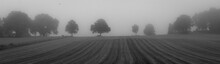 Black And White Panorama Picture Of Tree Line In Sweden. 