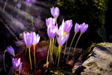 Fototapeta Kwiaty - beautiful purple flowers under sunbeams