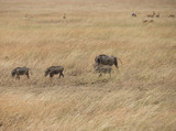 Fototapeta Sawanna - Warthog family in a vast Serengeti