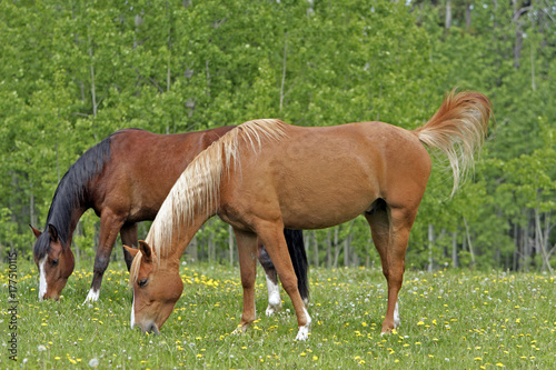 Plakat Dwa konie trawą razem na letnie pastwiska