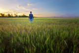 Fototapeta Na sufit - people wheat field sunset / landscape spring field agriculture of Ukraine