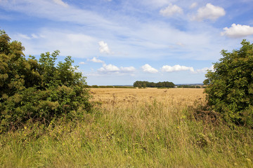 Wall Mural - hedgerow gap and scenery