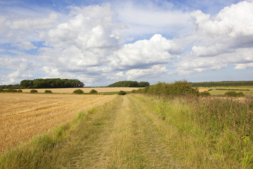 Wall Mural - scenic bridleway and woodland