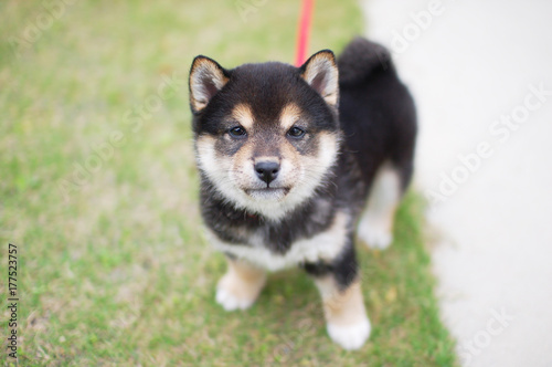 可愛い柴犬 黒柴 の仔犬 Stock 写真 Adobe Stock