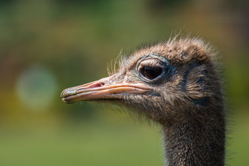 Ostrich close-up head in Cabarceno Natural Park