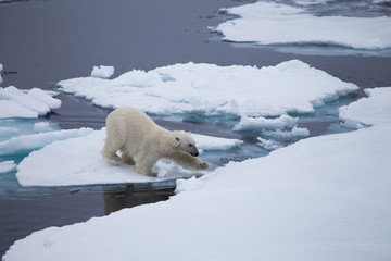 a polar bear navigates between the melting sea ice